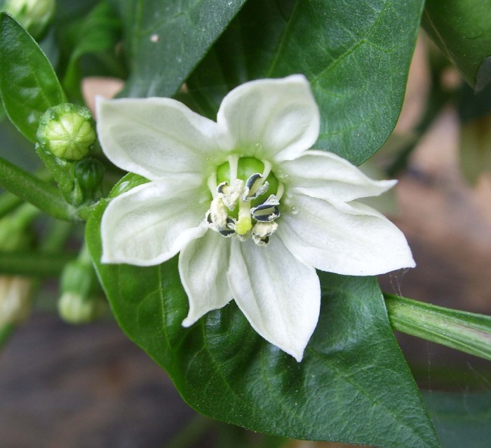 Red pepper plant flowers