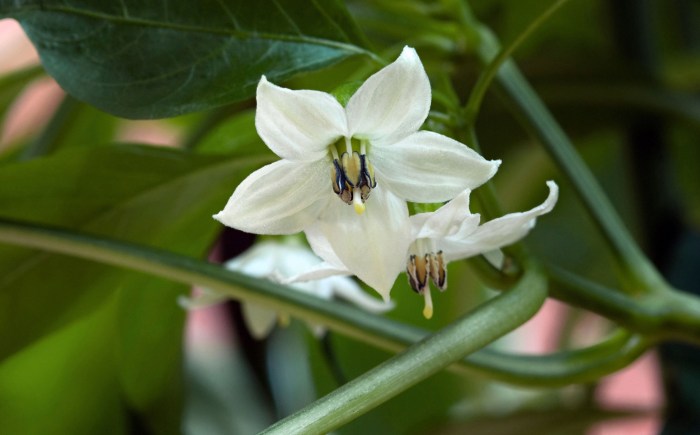 Red pepper plant flowers