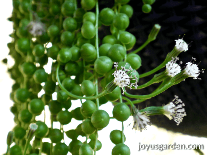 String of pearls plant flowering