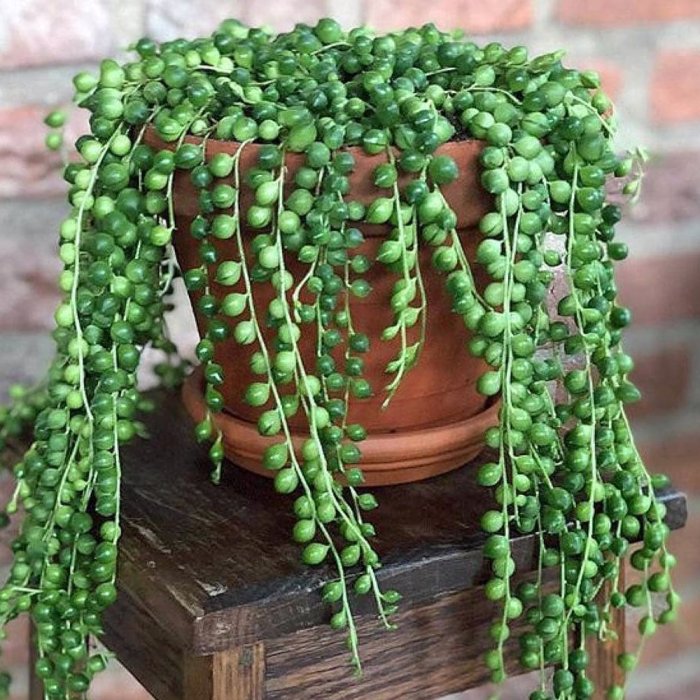 String of pearls plant flowering